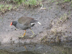 Gallinula tenebrosa