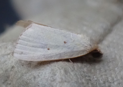 Marimatha nigrofimbria