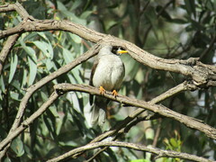 Manorina melanocephala