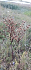 Filipendula vulgaris