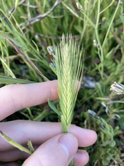 Hordeum murinum glaucum