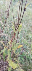 Filipendula vulgaris