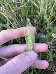 Hordeum murinum glaucum