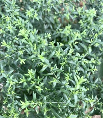 Genista tinctoria