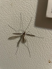 Tipula furca