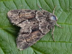 Cryphia fraudatricula