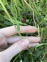 Hordeum murinum glaucum