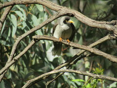 Manorina melanocephala