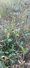 Leucanthemum vulgare