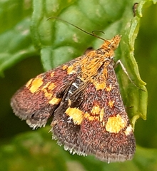 Pyrausta aurata