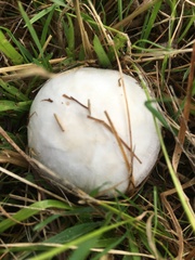 Lycoperdon pratense
