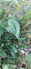 Leucanthemum vulgare