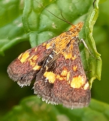Pyrausta aurata