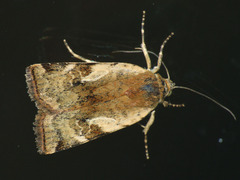 Cryptocala chardinyi