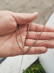 Digitaria ciliaris