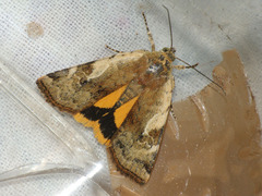 Cryptocala chardinyi