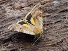 Cryptocala chardinyi