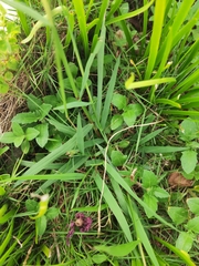 Digitaria ciliaris
