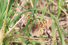 Melitaea phoebe