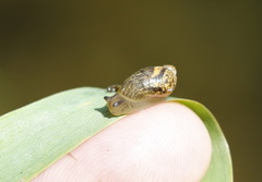 Succinea putris