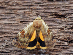 Cryptocala chardinyi