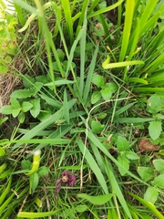 Digitaria ciliaris