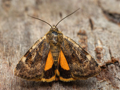 Cryptocala chardinyi