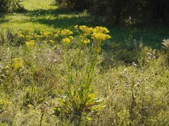 Senecio doria