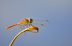 Sympetrum depressiusculum