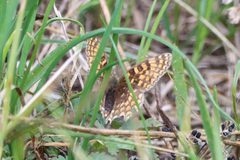 Melitaea phoebe