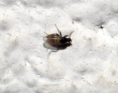 Phorinae