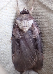 Pseudohermonassa bicarnea