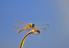 Sympetrum depressiusculum