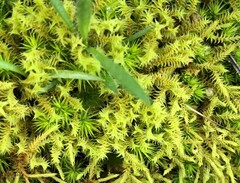 Triquetrella papillata