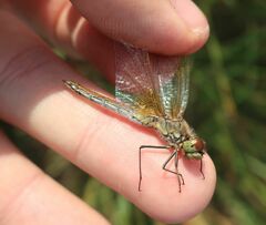 Sympetrum flaveolum