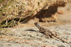 Agama anchietae