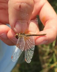 Sympetrum flaveolum