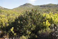 Protea lepidocarpodendron