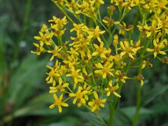 Senecio doria