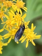Dilophus febrilis