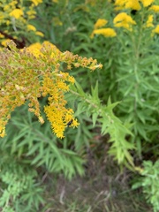 Dilophus febrilis