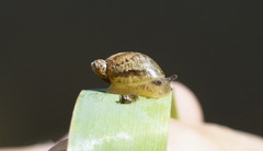 Succinea putris
