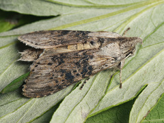 Cucullia absinthii