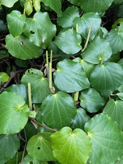 Piper excelsum excelsum