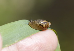 Succinea putris