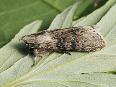 Cucullia absinthii