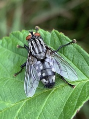 Sarcophaga carnaria
