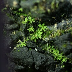 Calymperastrum latifolium