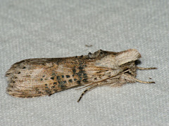 Cucullia absinthii