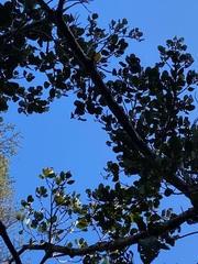 Beilschmiedia tarairi